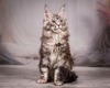 Nikole silver spayed female/ reserved  for Anna/ SOLD