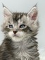 Rhaegal silver tabby male blue eyes:/ reserved for  Richard / SOLD