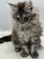 Sapphire female/ available