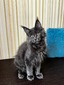 Otto blue smoke neutered male / reserved for Lizabeth / SOLD