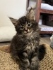 Gizmo /black silver male polydactyl / reserved for Melissa