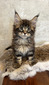 Loki male / reserved for Cheryl/sold 