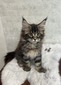 Barny brown male /reserved for Cassandra