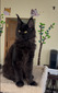 Olav black neutered male/ reserved for Tristan /sold 