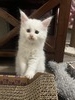 Maggie/white polydactyl female/reserved for Gayle