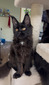 Oriana black spayed female/ reserved for Stephanie / SOLD