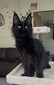 black neutered male/ reserved for Anna/ SOLD 