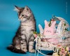 Sharm silver neutered male/ reserved for Jakeb/ sold  