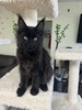 Onix  black neutered male / SOLD