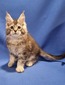 Uspeh fixed male / available 