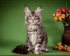 Scarlet spayed silver female/ available 