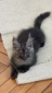 Ares black smoke male for beeeding  / reserved for Sharon