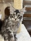 Jack male /reserved for Eric/ SOLD