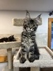 Rachelle female /available