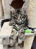 Desmond male/ reserved for Michael 
