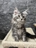 Juliet female/ available 