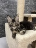 Charlie male/ reserved for Mercury