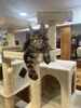 Maggie female/reserved for Blake 