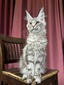 Sabrina silver spayed female/ reserved for Eric /sold 