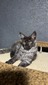 Jay black smoke male/ reserved for Jake