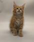 Cheddar female /reserved for breeding to Brittaney / sold