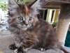 Angella female/ available