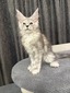 Anastasia 66/66 polydactyl/ reserved for Jeannie 