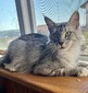 Tina Dana Eli 