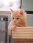 Mango red boy / available
