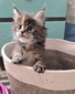 Pineapple 🍍 female/ available