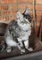 Tom polydactyl male/ reserved for Rundell family/ sold  