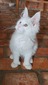 Boris polydactyl male/ reserved for Jill and Kevin/ sold  