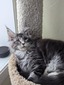 Patrick  male/ available