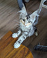 Mckenze female/ available 