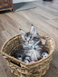 Clinton male/ available