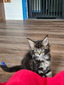 Celine Brown female/ reserved for Kayla