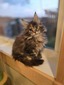 Jade female/ reserved for Kayla 