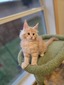 Tyson red male  / available