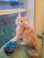 Purrdue male / available