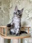 Mars male/ available