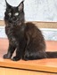 Bagira spayed female/ available