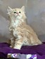 Bony male neutered / available