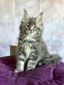 Bentley neutered male/ available