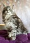 Quinton male/ available