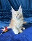 Krabs male/ available