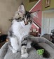 Amy female / available