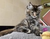 Amanda female/ available