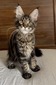 Liam male/ available