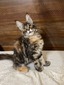 Fiona female / reserved for Gabe/ sold