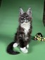 Ulrick Udo black smoke white neutered male / reserved for Rachael/ SOLD